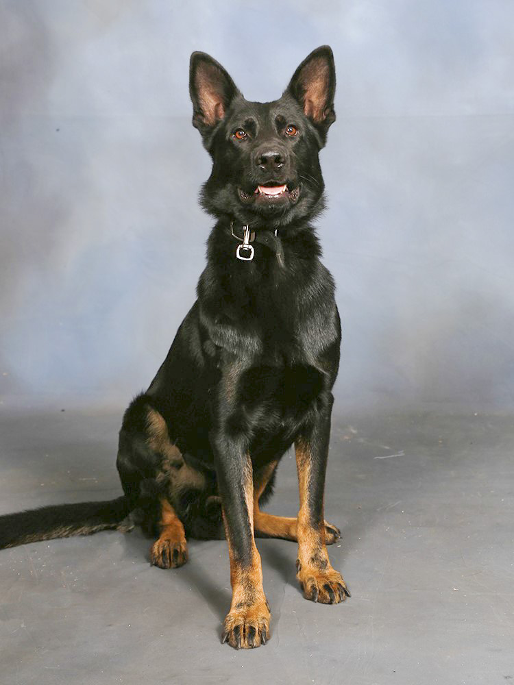 PolkCoSheriff's tweet photo. There are so many people and organizations that the Polk County Sheriff’s Office would like to acknowledge and thank for their part in getting our K9 Ace the help he needed after he was shot by a suspect on Thursday, August 6, 2026.

Immediately after he was wounded, Ace was taken to Parkway Veterinary Emergency Clinic in Lakeland where his bleeding was stopped and he was stabilized by Dr. Oscar Aguayo and his team.

Once stabilized, Ace was picked up by Tampa General Hospital’s Aeromed helicopter with pilot Chad Loftin (Metro Aviation), Chief Flight Nurse Tracy Sanderson (TGH), and Flight Paramedic Kenny Switzer (TGH).

Aeromed transported Ace to Veterinary Medical Center at Lakewood Ranch in Bradenton to be cared for by Dr. Devon Diaz and his team. 

Ace is a 7-year-old German Shepherd. He has been with the Polk County Sheriff’s Office since March of 2020. 

He was shot in the front left leg. The bullet broke his leg and tore an artery which caused him to lose a lot of blood. 

The PCSO is truly grateful for the tremendous outpouring of support from our community.  We appreciate the support for our deputies involved last night, and of course for Ace and his well-being. 

Many have reached out to the PCSO asking if there was anything they could do.

Polk Sheriff’s Charities, Inc. has an established K9 Fund that will be used to support K9 Ace’s care. For those who have asked how they can help, donations may be made directly to the K9 Fund through the link below. Once on the donation page, simply select “K9” from the dropdown menu.
https://t.co/4aOatj0FFI

The Wiltse Family Trust has already informed us that they intend to cover the cost for Ace’s care at Veterinary Medical Center the Lakewood Ranch AND the Trust has already committed to purchasing a new K9 to replace Ace now that he will have to retire. 
Again, we sincerely appreciate the continued support, kindness, and generosity shown to our K9 Unit during this difficult time.

#PCSO  #K9Ace 
Parkway Veterinary Emergency Clinic 
TGH Aeromed
Veterinary Medical Center at LWR