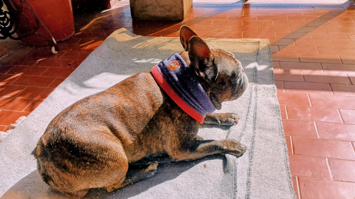 Georier's tweet photo. Te amo gordo morcilla, mirá como rebalsa esa papada 😭 https://t.co/dmawMw4tgf