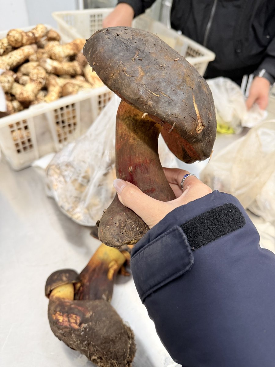 ZZSSNNi's tweet photo. 여러뷴 이게 무슨버섯인지 아시나요?
이것이 바로 요정을보기로 유명한 맛있는 독버섯 견수청입니다

얘 덜익었을때 먹으면 가볍게는 환각보면서 토하고 ㅅㅅ하고 심하면 죽을수도있지만 인기 장난아니라서 운남 버섯훠궈에 꼭 들어갑니다;) https://t.co/A79tgD6iWG