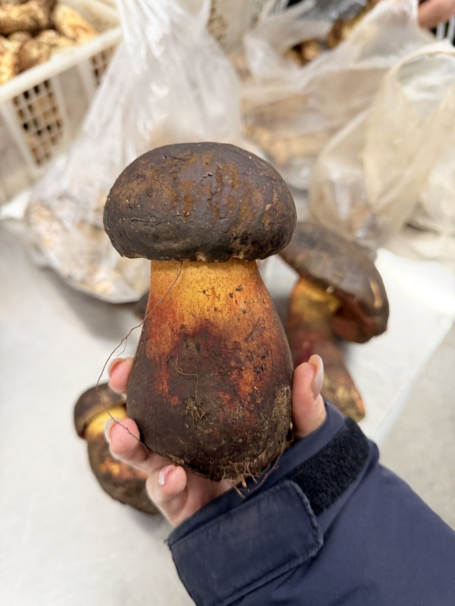 ZZSSNNi's tweet photo. 여러뷴 이게 무슨버섯인지 아시나요?
이것이 바로 요정을보기로 유명한 맛있는 독버섯 견수청입니다

얘 덜익었을때 먹으면 가볍게는 환각보면서 토하고 ㅅㅅ하고 심하면 죽을수도있지만 인기 장난아니라서 운남 버섯훠궈에 꼭 들어갑니다;) https://t.co/A79tgD6iWG