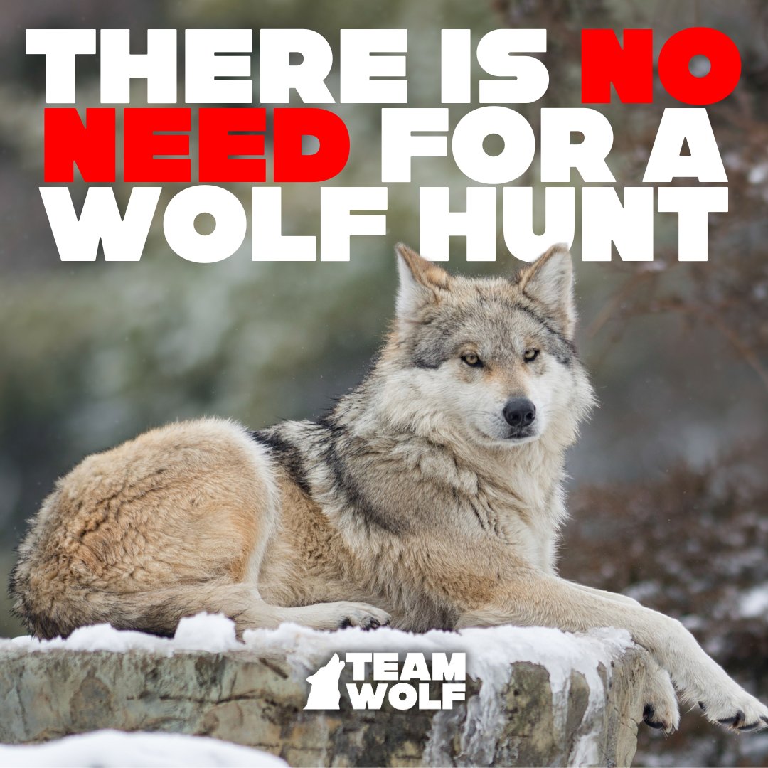 ThndrT3's tweet photo. Killing even one wolf disrupts pack stability, often leading to an increase in livestock conflicts. Studies show wolves are still at long-term risk of extinction proving there is no need for a wolf hunt!!
Join #TeamWolf and take action at https://t.co/bUsYXGUkNp! https://t.co/PBoaoWPs0S