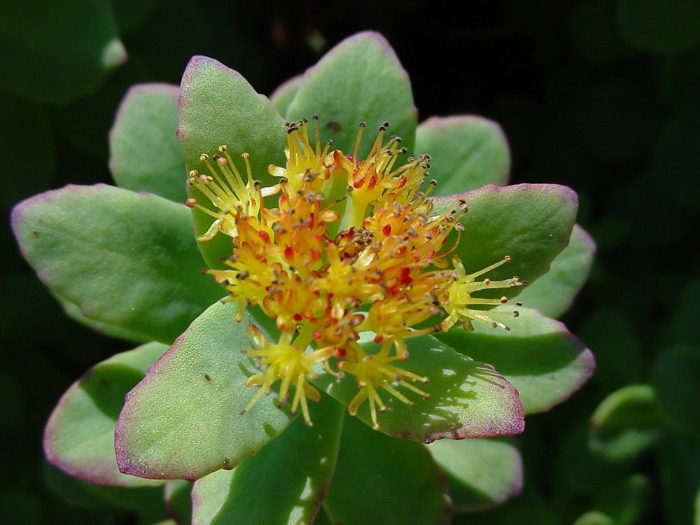 zac70182's tweet photo. Rhodiola 

The alpine adaptogen that helps the nervous system keep going when stress turns into exhaustion.
This golden-rooted plant from cold mountains has been used for centuries in Russia and Scandinavia for fatigue, mental stamina, and resilience under pressure. Modern studies back a clear signal: standardized extracts (usually 200–600 mg/day) reduce stress-related fatigue, support concentration, and help the body handle the cortisol load of demanding days. Its key compounds — rosavins and salidroside — gently modulate the stress response and cellular energy systems rather than forcing stimulation.
Where ashwagandha often feels like a steadying hand, rhodiola feels more like a clear mountain breeze when you’re running on empty. Different plant, same earth-intelligence: helping the body adapt instead of collapse.

Cool or lesser-known facts
It is one of the few true high-altitude, cold-climate adaptogens. The root has a mild rose-like scent when cut (hence “rose root”). Rosavins are the compounds that help distinguish true R. rosea from other Rhodiola species that mainly contain salidroside.

Sources worth checking:
• Reviews on anti-fatigue and stress effects (e.g., Stojcheva & others; Anghelescu 2018)
• European Medicines Agency traditional-use monograph
• NCCIH summary on Rhodiola

For educational purposes only. This is not medical advice. Always talk with your primary care provider before adding any herbal supplements to check for possible interactions or contraindications.
Research performed with Grok.