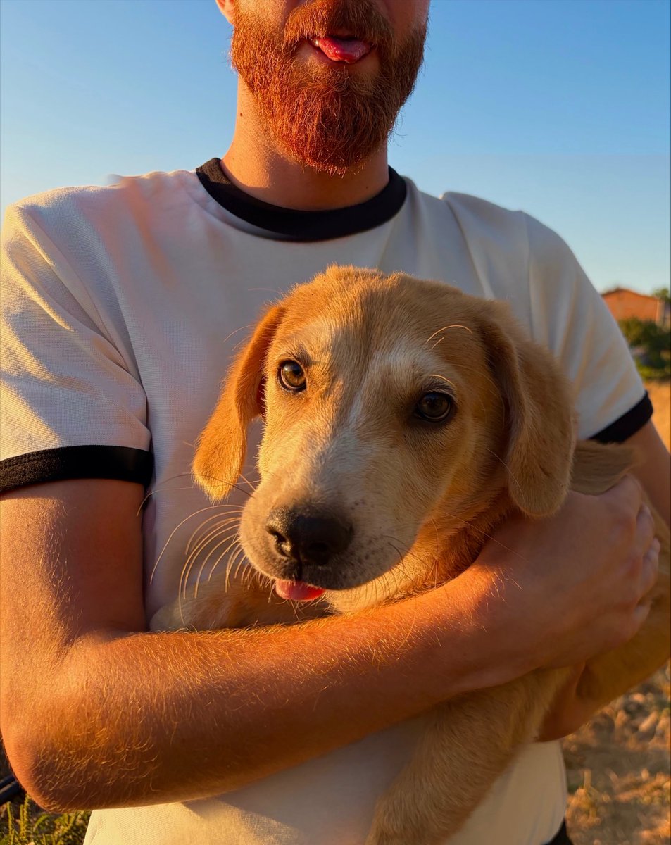 themajasemaster's tweet photo. Volver de fiesta y raptar perros es una personalidad y es la mía 🤓 https://t.co/9X24oWAlm1