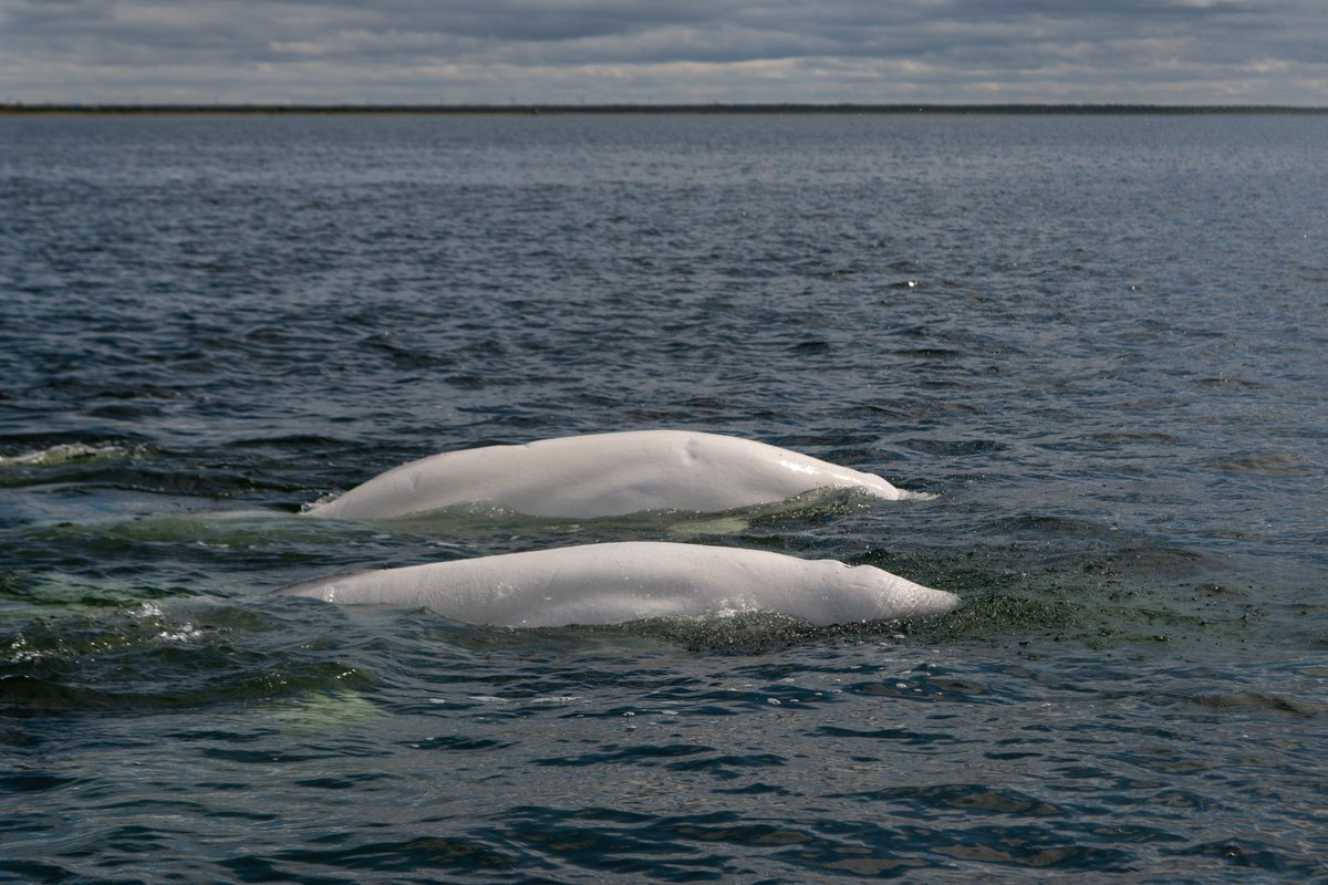 Narakotsu21's tweet photo. Churchillの街の直ぐそばにはChurchill riverが流れ，天敵のシャチから身を隠すため多くのベルーガが集まるようです．ボートの真下まで接近するベルーガとの邂逅は印象的な体験ですので，訪れた際は是非合わせて体験されることをおすすめします． https://t.co/elB30LXE5w