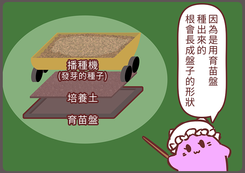 r7sundae's tweet photo. 「秧苗」
每次看耕耘機運作，它的箱子裡裝著滿滿的秧苗，都會想那些些「布」就這樣塞到土裡，是不是就靠腐爛去掉布? 結果研究後發現，那就是根呀，保濕則是靠根包住的土
#紅妻繪本 https://t.co/vjAvVvb0AS