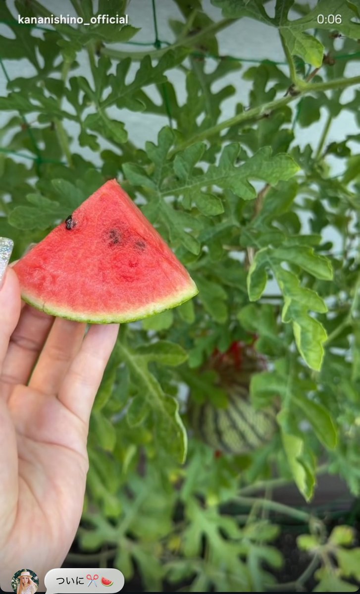 ha_xxx318n's tweet photo. スイカいいなぁ🍉✂️

食べ方も可愛いし、スッピン
めちゃくちゃ綺麗🍀🫶🏻︎💕︎︎ https://t.co/CXKpfkHnYX