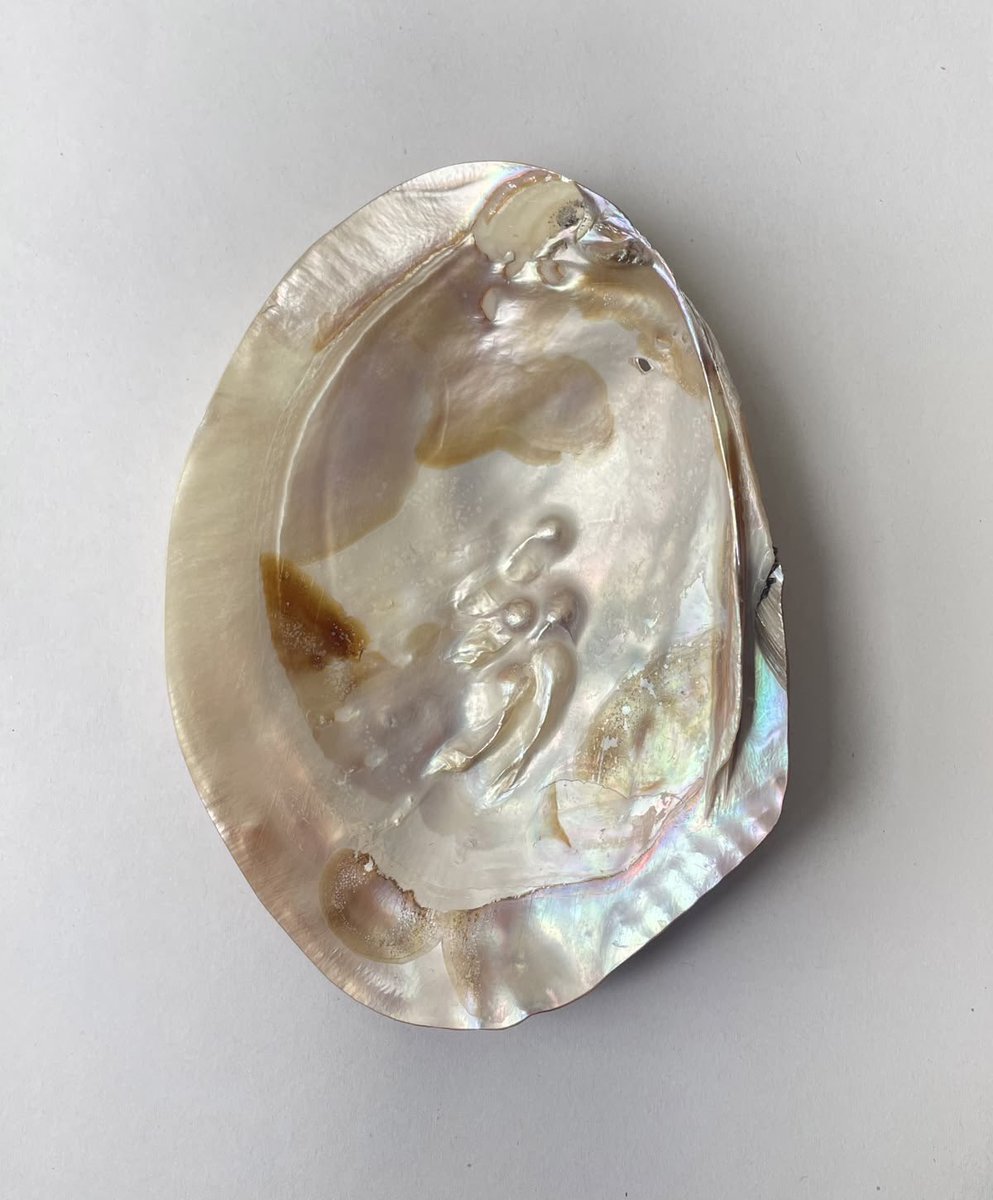 prtygal777's tweet photo. The beauty of the mother of pearl shells https://t.co/D53NinuHUY