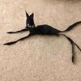 delpradarksss's tweet photo. @renamegane Era este cuando llegó 😂😂 https://t.co/VlvQMeit7o