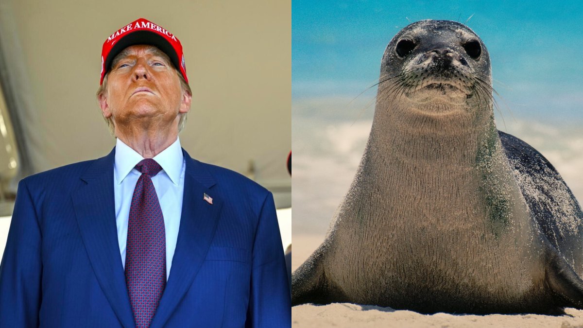 factpostnews's tweet photo. The Trump administration is allowing commercial fishing in 3 protected marine national monuments, jeopardizing the endangered Hawaiian monk seal. https://t.co/zvvp19e5WA