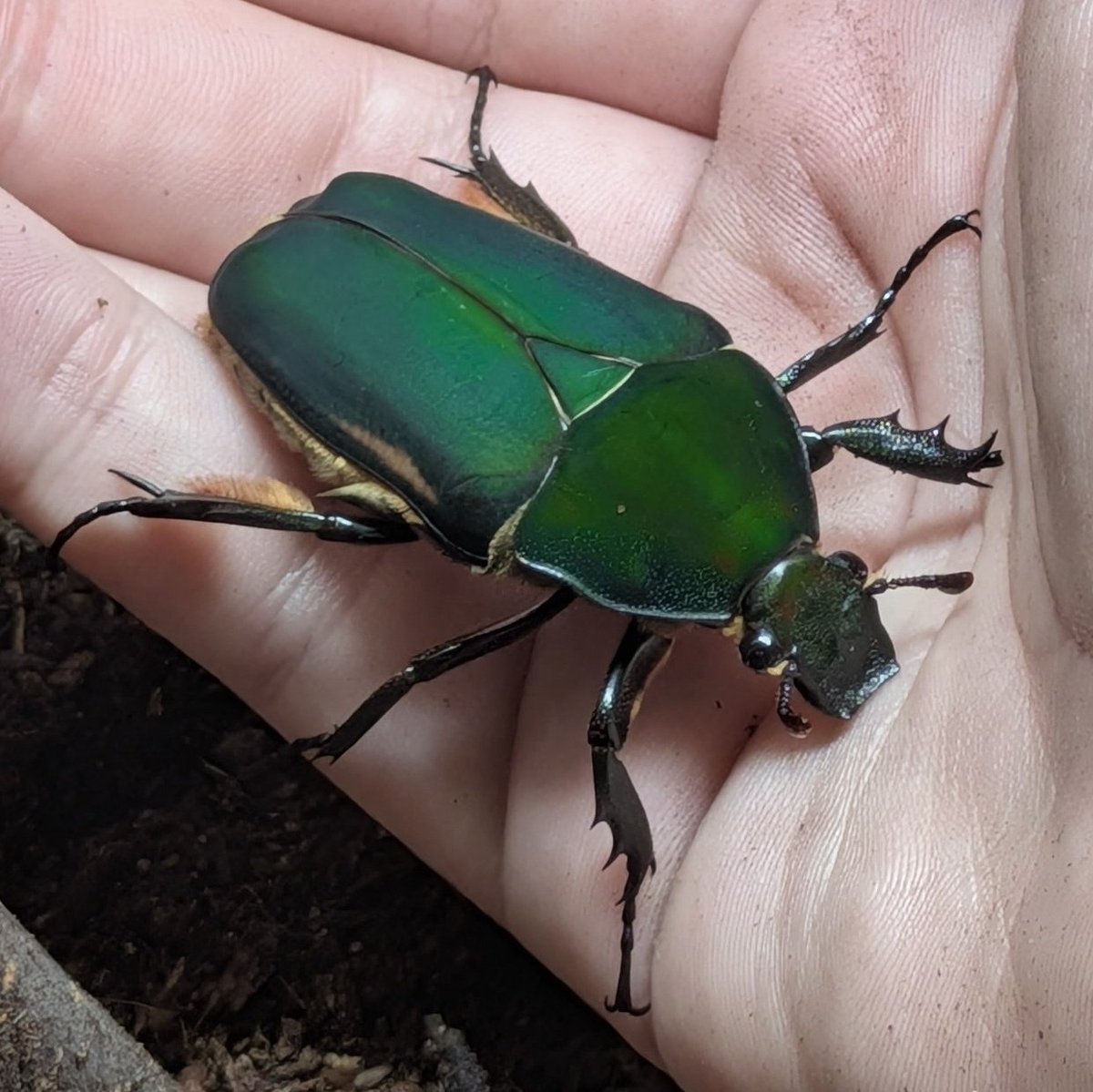 colligocritters's tweet photo. I just wanna take a second to shout out @/boomingbeetles on instagram. My first two beetles sadly died kind of early (happens &amp; is normal) so they're sending me two new ones without me having to pay just from the kindness of their heart 🥹❤️ https://t.co/brfZigPBA5