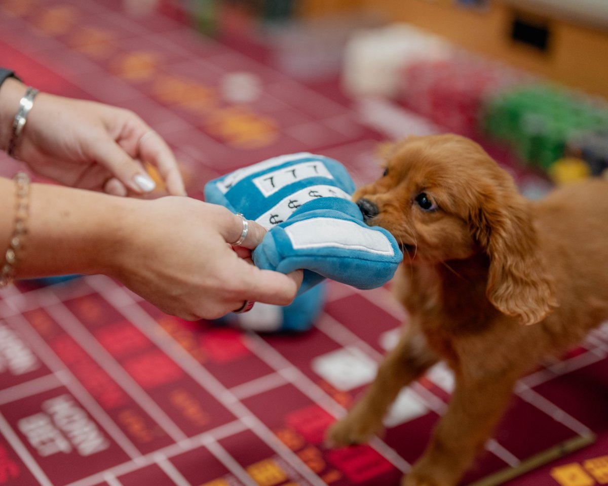 pennplay's tweet photo. All paws on the fun at @HollywoodToledo for bring your dog to work day. 🐾  #PENNPaws https://t.co/AJzfZ9hKpt