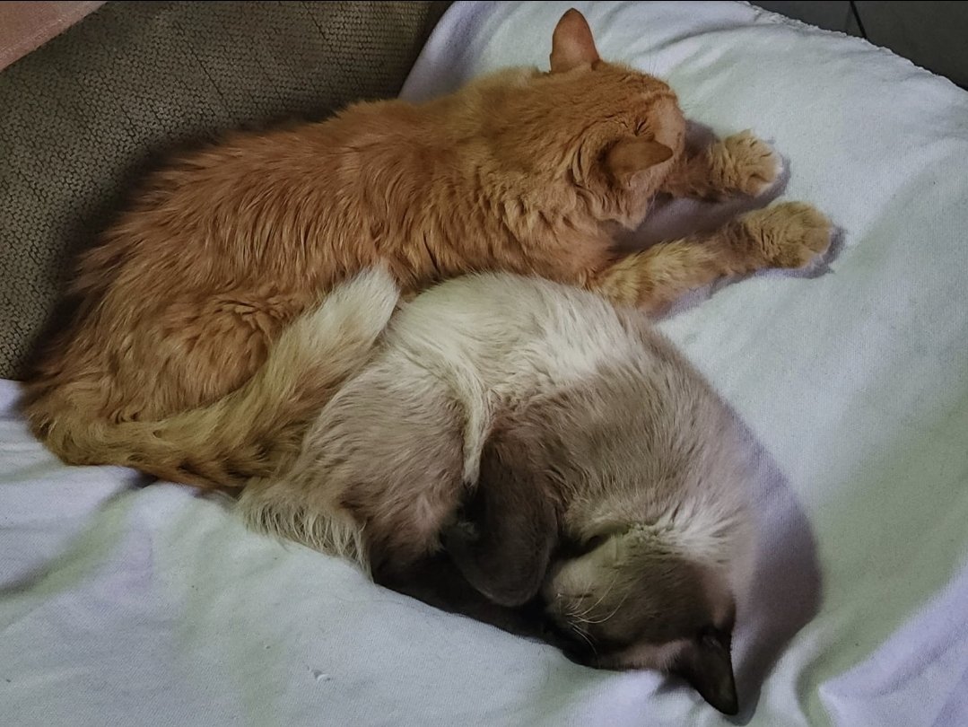 fehdubs's tweet photo. o céu ganhou um novo anjinho... foram 15 anos juntos, bichano. eu te amo muito, obg por tudo ❤️‍🩹
agora eles estão juntos novamente 🤍 https://t.co/Sv90rsKcw0