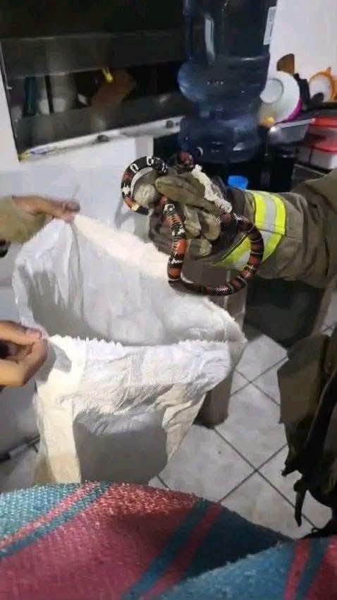 alertanoti's tweet photo. REPORTAN CAPTURA DE SERPIENTE CORAL DENTRO DE UNA VIVIENDA EN NUEVO LOURDES

Voluntarios del Cuerpo de Reacción Inmediata Lourdes atendieron una emergencia durante la madrugada tras el reporte de una serpiente coral al interior de una vivienda en Nuevo Lourdes.

El reptil fue capturado de forma segura por los socorristas, evitando riesgos para los habitantes del inmueble.

Posteriormente, la serpiente fue liberada en un hábitat adecuado, como parte del protocolo de manejo de fauna silvestre.