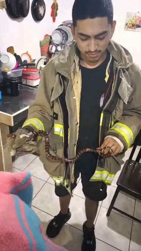 alertanoti's tweet photo. REPORTAN CAPTURA DE SERPIENTE CORAL DENTRO DE UNA VIVIENDA EN NUEVO LOURDES

Voluntarios del Cuerpo de Reacción Inmediata Lourdes atendieron una emergencia durante la madrugada tras el reporte de una serpiente coral al interior de una vivienda en Nuevo Lourdes.

El reptil fue capturado de forma segura por los socorristas, evitando riesgos para los habitantes del inmueble.

Posteriormente, la serpiente fue liberada en un hábitat adecuado, como parte del protocolo de manejo de fauna silvestre.