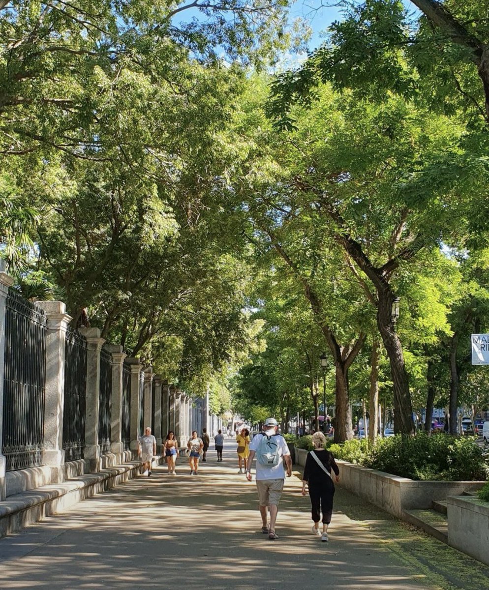 DuprDominique2's tweet photo. 🌳 🧐 Les #arbres l’été aux alentours de 35° à #Paris et Madrid. L’une des municipalités est #écolo-socialiste, l’autre est centre-droit / droite. L’état des arbres ne plaide pas en faveur de la politique auto-proclamée #écologiste de la municipalité #parisienne. Merci à @catmarie1812 pour la photo.