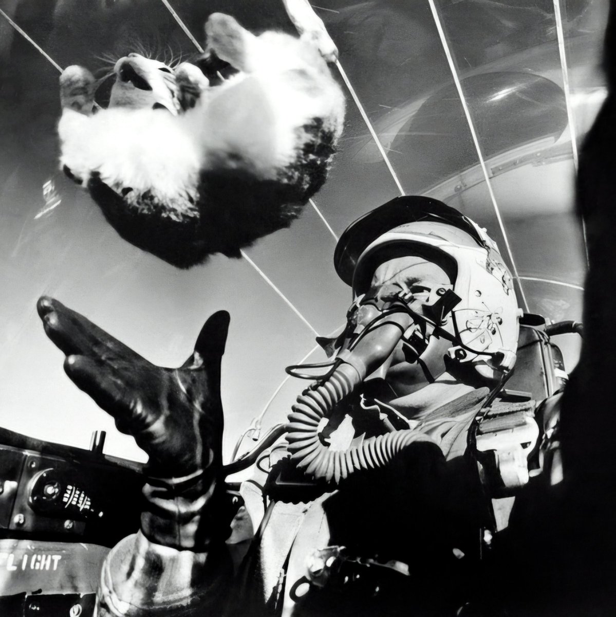 RealAirPower1's tweet photo. Im-paws-ible!!! A kitty in the cockpit? 😹 Yep. Back in the day, the USAF briefly used cats to study the effects of weightlessness during parabolic flights... 1/2 https://t.co/5GMnCmejUV