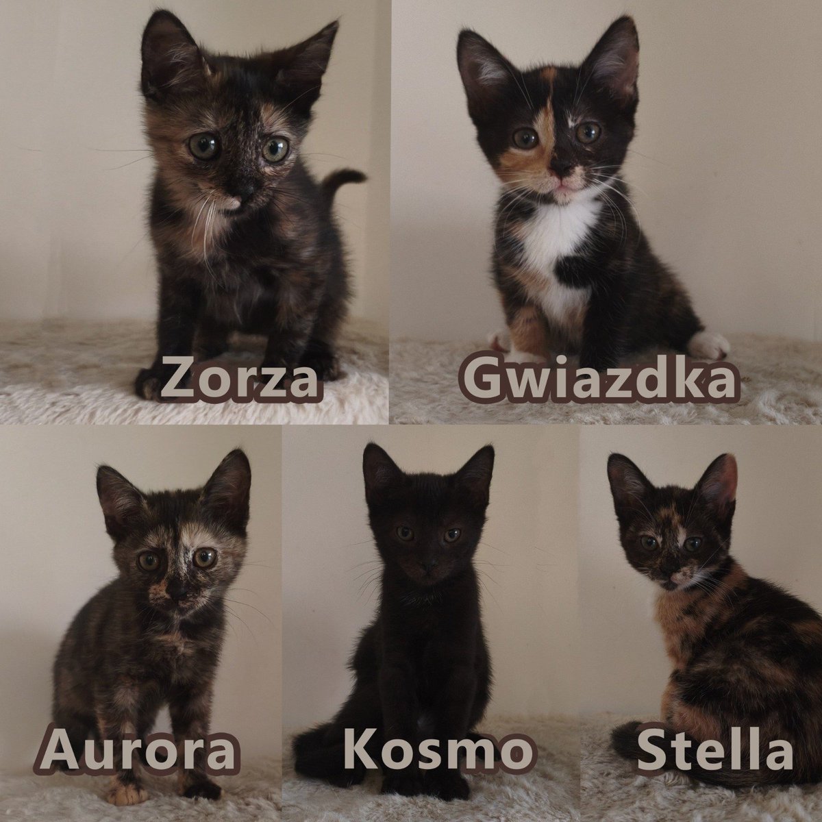 kingofLTypos's tweet photo. KOCIAKI DO ADOPCJI

- koniecznie dom niewychodzący 
- adopcja w parze lub na dokocenie do innego kota
- obowiązuje umowa adopcyjna

najlepiej Warszawa i okolice, ale dalej transport też znajdziemy!

proszę o #rt https://t.co/yHnJm1Dpw1