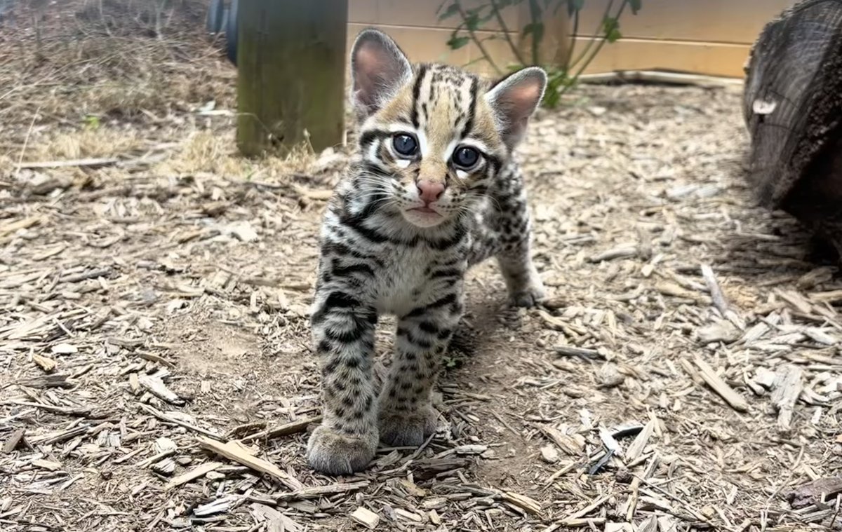 greenvillezoo's tweet photo. A little PAWS for celebration...our ocelot kittens have names! 🐾🥰

👋 Meet Jessamine and Sabal! 💛 Jessamine is a tribute to the state flower, while Sabal honors the sabal palmetto, the iconic tree that inspired South Carolina’s “Palmetto State” nickname. 🌴 https://t.co/7JGZkVkw2V