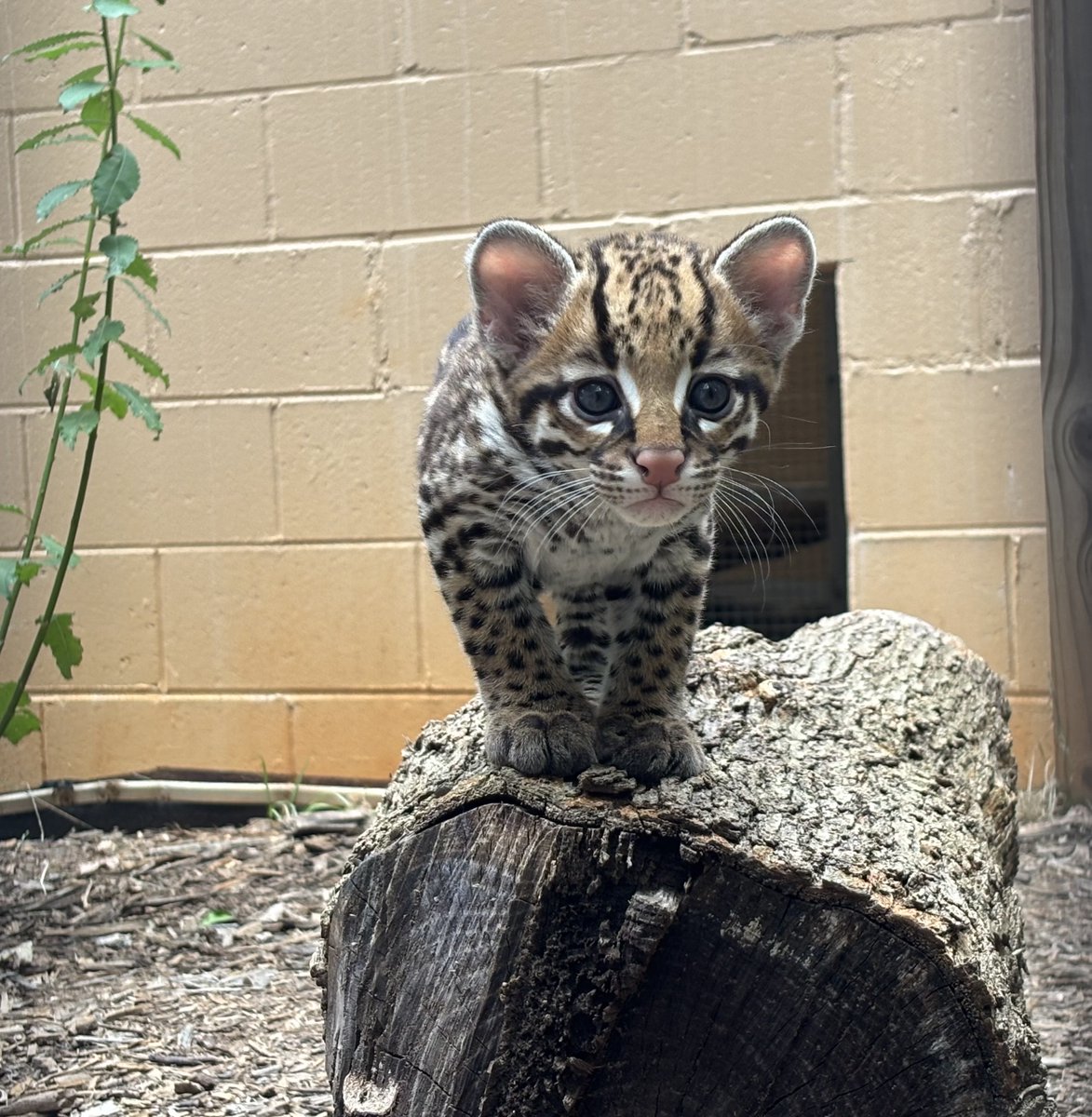 greenvillezoo's tweet photo. A little PAWS for celebration...our ocelot kittens have names! 🐾🥰

👋 Meet Jessamine and Sabal! 💛 Jessamine is a tribute to the state flower, while Sabal honors the sabal palmetto, the iconic tree that inspired South Carolina’s “Palmetto State” nickname. 🌴 https://t.co/7JGZkVkw2V