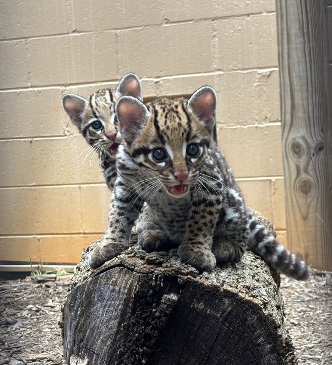 greenvillezoo's tweet photo. A little PAWS for celebration...our ocelot kittens have names! 🐾🥰

👋 Meet Jessamine and Sabal! 💛 Jessamine is a tribute to the state flower, while Sabal honors the sabal palmetto, the iconic tree that inspired South Carolina’s “Palmetto State” nickname. 🌴 https://t.co/7JGZkVkw2V