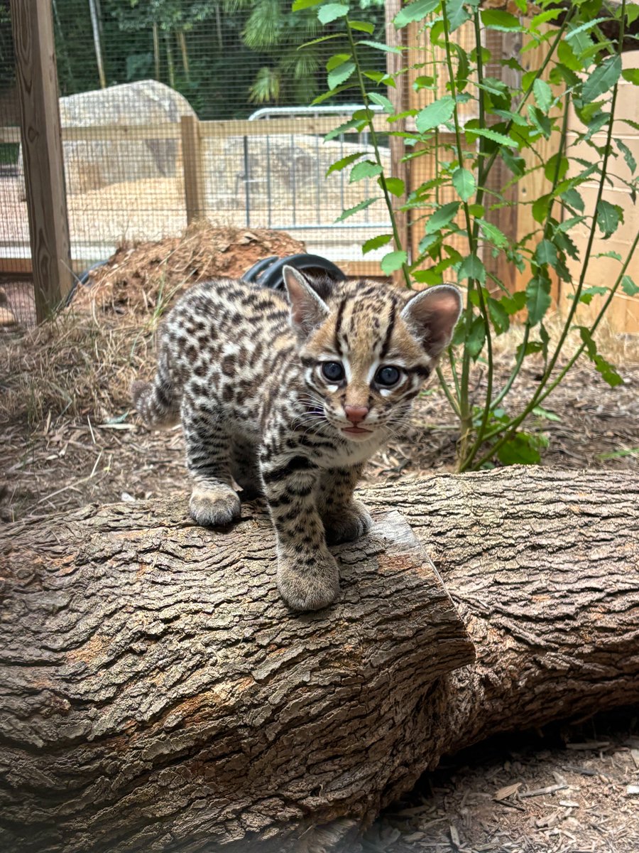 greenvillezoo's tweet photo. A little PAWS for celebration...our ocelot kittens have names! 🐾🥰

👋 Meet Jessamine and Sabal! 💛 Jessamine is a tribute to the state flower, while Sabal honors the sabal palmetto, the iconic tree that inspired South Carolina’s “Palmetto State” nickname. 🌴 https://t.co/7JGZkVkw2V