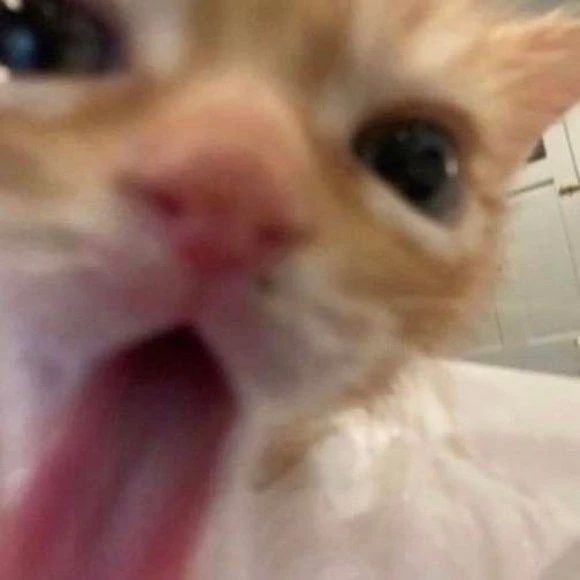 PunchingCat's tweet photo. https://t.co/Z2jR3YbG4k