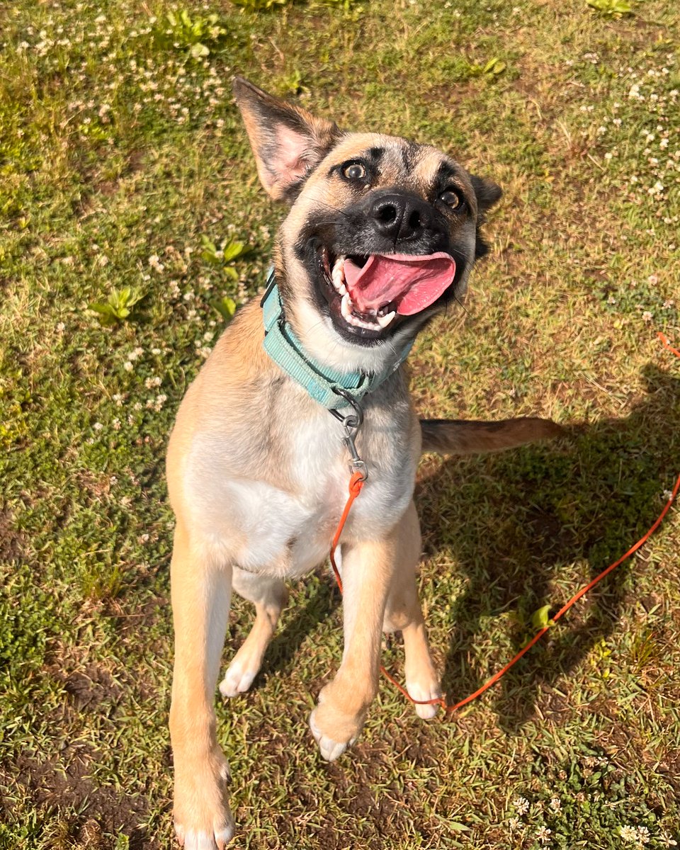 ASPCA's tweet photo. FRIDAY MOOD INCOMING🤪Adoptable Susie knows how to head into the weekend in style! Susie arrived at the ASPCA Behavioral Rehabilitation Center in North Carolina after having a difficult start to life, and she's blossomed into a fun-loving pup. Learn more: https://t.co/A5kGIjwxQk https://t.co/QAFOZMsSIc