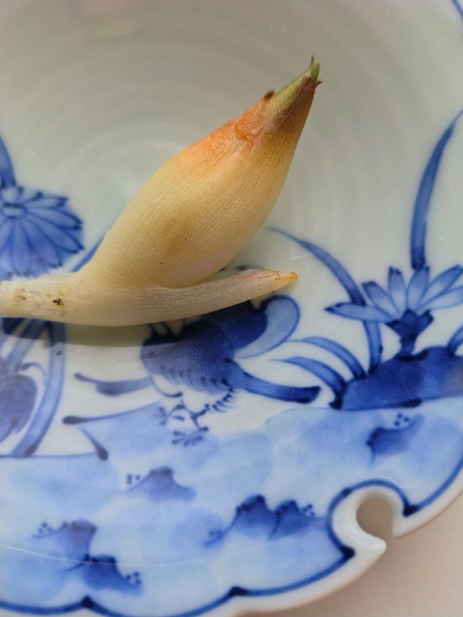 ciaoharuko's tweet photo. 今年は欧州熱波影響か すこぶる不調のミョウガさん。水はあげていたので微かな期待で覗いてみたら いたーーーーー。小さいけどは香りはしっかり。明日は お素麺 にしよう。さ、氷🧊作ろ😅
#myoga #ミョウガ #イタリアの台所 https://t.co/gQnUWLo8aI