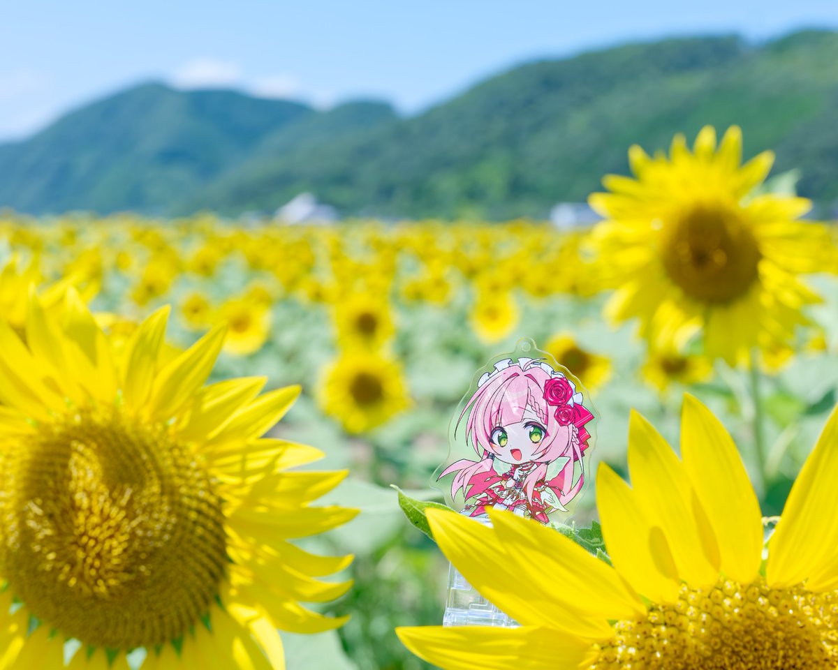 Suzuhu_u's tweet photo. ひまわり畑へおでかけ
＃ひなの羽衣 https://t.co/Ze4w3lW8qA