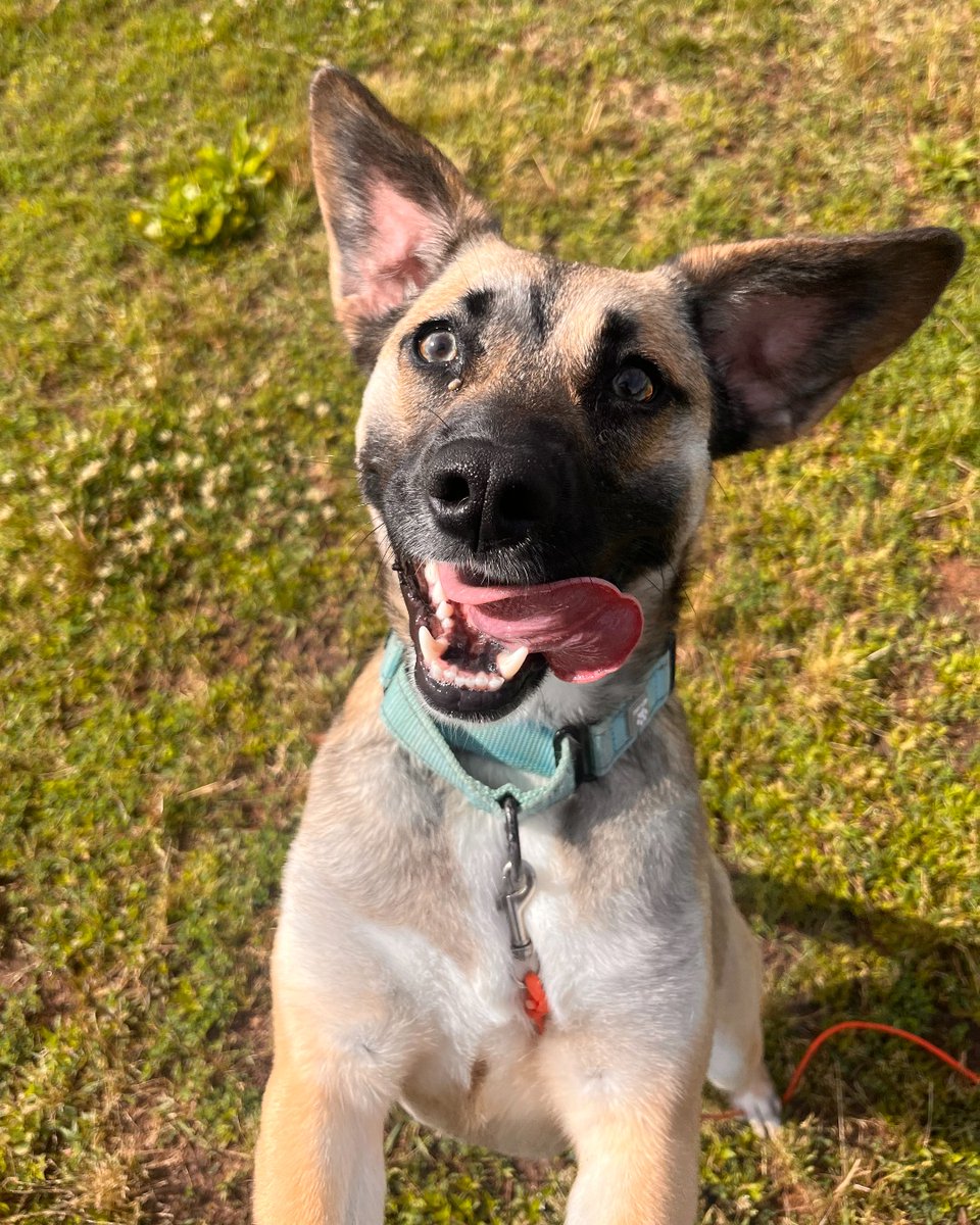 ASPCA's tweet photo. FRIDAY MOOD INCOMING🤪Adoptable Susie knows how to head into the weekend in style! Susie arrived at the ASPCA Behavioral Rehabilitation Center in North Carolina after having a difficult start to life, and she's blossomed into a fun-loving pup. Learn more: https://t.co/A5kGIjwxQk https://t.co/QAFOZMsSIc