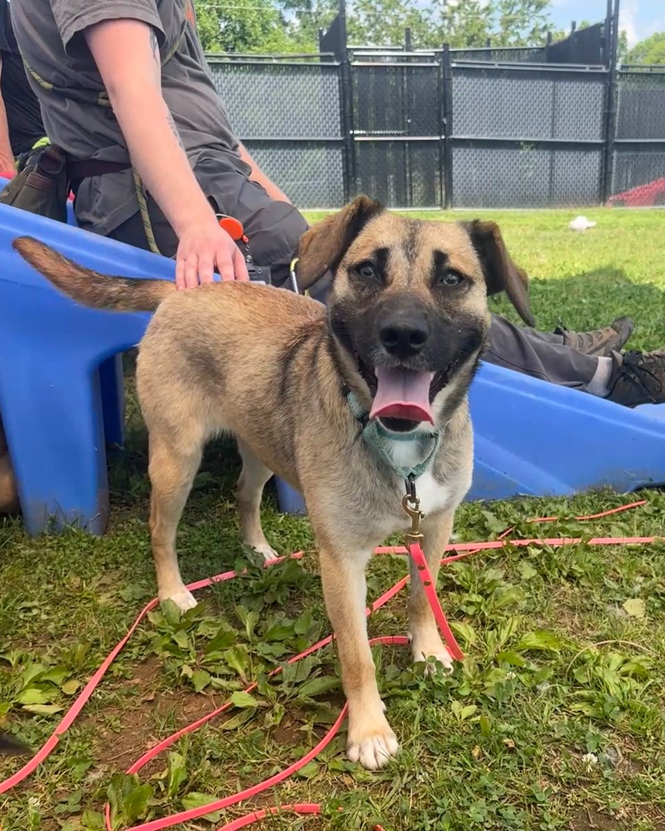 ASPCA's tweet photo. FRIDAY MOOD INCOMING🤪Adoptable Susie knows how to head into the weekend in style! Susie arrived at the ASPCA Behavioral Rehabilitation Center in North Carolina after having a difficult start to life, and she's blossomed into a fun-loving pup. Learn more: https://t.co/A5kGIjwxQk https://t.co/QAFOZMsSIc