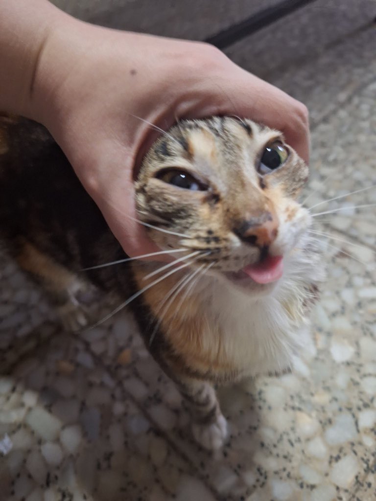 CatsHeld's tweet photo. https://t.co/hVQlfbCaas