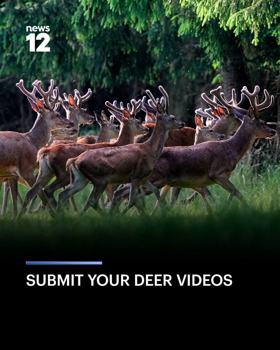 News12NJ's tweet photo. DEER SEASON 🦌 Got a video of one of these graceful nuisances? 

Drop your deer videos in the comments below 👇 📹  and it could end up on air! 📺

#News12NJ #SubmitYours https://t.co/EXDFZBdxAj