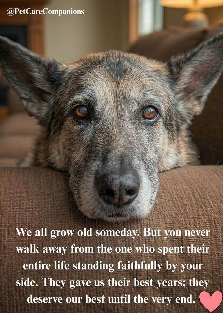 ShadowDogDesign's tweet photo. We all grow old someday. But you never walk away from the 1 who spent their entire life standing faithfully by your side. They gave us their best years; they deserve our best until the very end.
#Dogs #Dog #BestFriend #ToTheEnd #GoodDog #FaithfulFriend #LoveDogs #DogsAreLove https://t.co/gR6xeMeuRh
