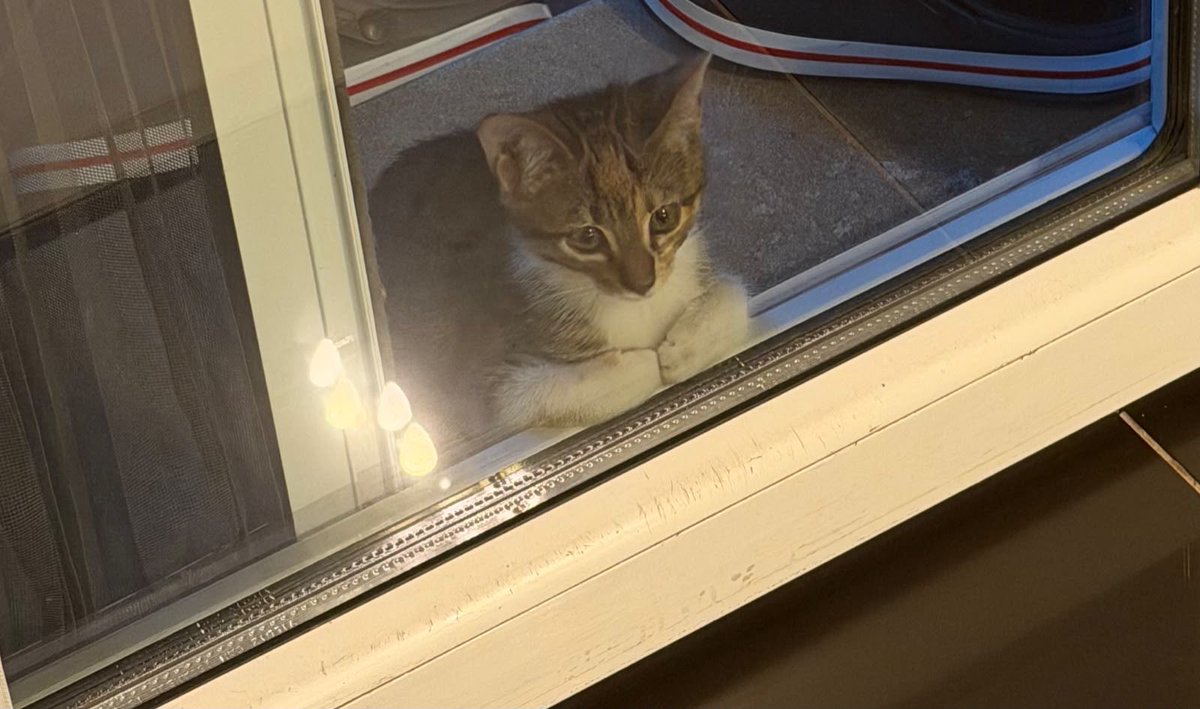 gizmo_thebit's tweet photo. İçersi çok mu güşel 🥺 keşkemde YUVAm olsaymıcdı. Camınönü miştanbul. https://t.co/C0ZCEvjGO4