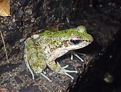 TimGluckman's tweet photo. #Rewilding #japan 
#Takeaway f/ pod?
Fauna #evolve #faster than science thought

Amami tipnosed #frogs eaten by #mongooses on an island only 40 yr have #longer hindlegs than usual 
Y?
Dont need to jump further anti-#snakes
But > #endurance for more jumps
https://t.co/c0Ldlzkskc https://t.co/uf56wEAPjU