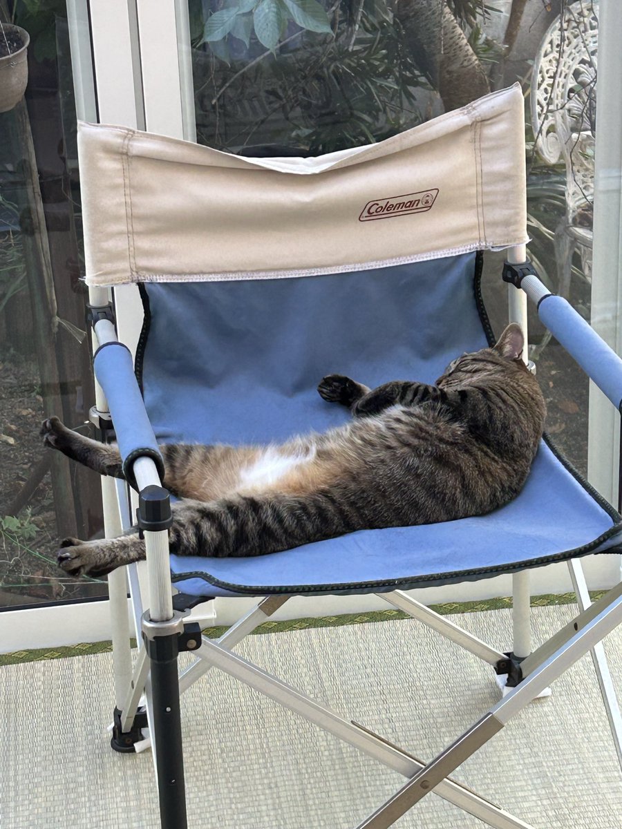 Rian_0405's tweet photo. お気に入りの椅子で優雅にくつろぐリアン
 #猫  #写真  #動画 https://t.co/kZlc0X1WVD