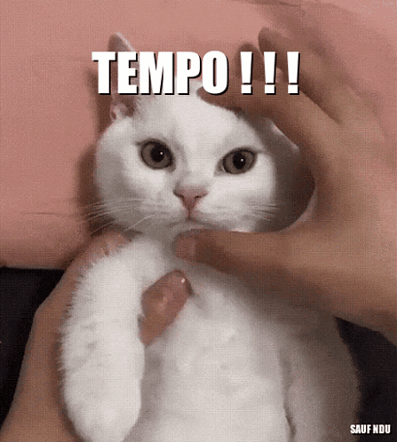 TempoFunHQ's tweet photo. Been shipping new features to the launchpad and yes, you can now send us feedback directly too.

We're still incredibly early.

Also, small reminder: the cat's name is Tempo. Same as the network. That's not a coincidence https://t.co/1H3xs2RXrh