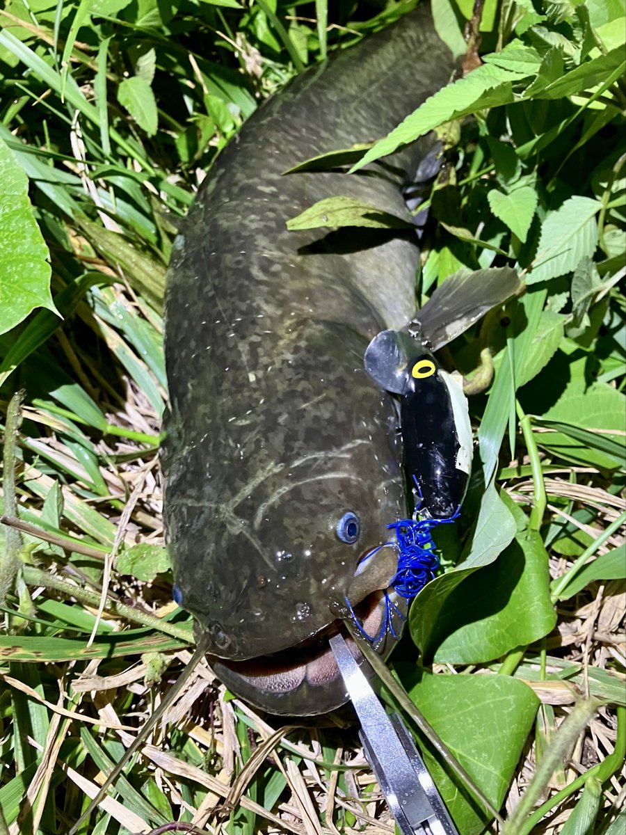 Red_Haro's tweet photo. 波浪の影響か漁港での根魚狙いは空振り続きだったので、今夜は川へ🏃‍♂️
70cmには届かないながら、ナマズとは思えないパワフルな個体が釣れてくれた😄
久々のナマズ、釣れてくれてありがとー！😭
目が綺麗なブルー😳ナマズの目ってこんなだったっけ？ https://t.co/jIUt7XXMxU