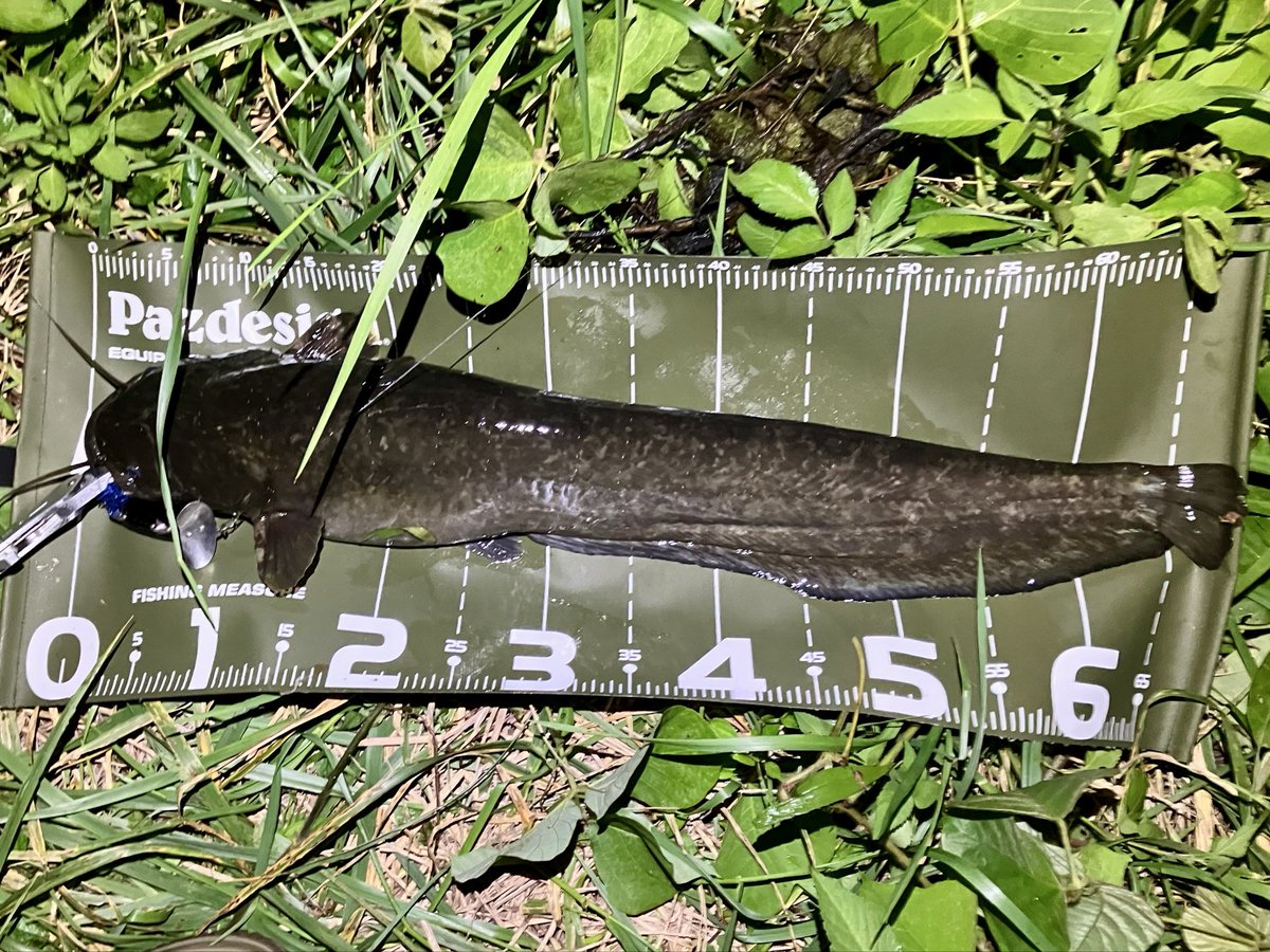 Red_Haro's tweet photo. 波浪の影響か漁港での根魚狙いは空振り続きだったので、今夜は川へ🏃‍♂️
70cmには届かないながら、ナマズとは思えないパワフルな個体が釣れてくれた😄
久々のナマズ、釣れてくれてありがとー！😭
目が綺麗なブルー😳ナマズの目ってこんなだったっけ？ https://t.co/jIUt7XXMxU