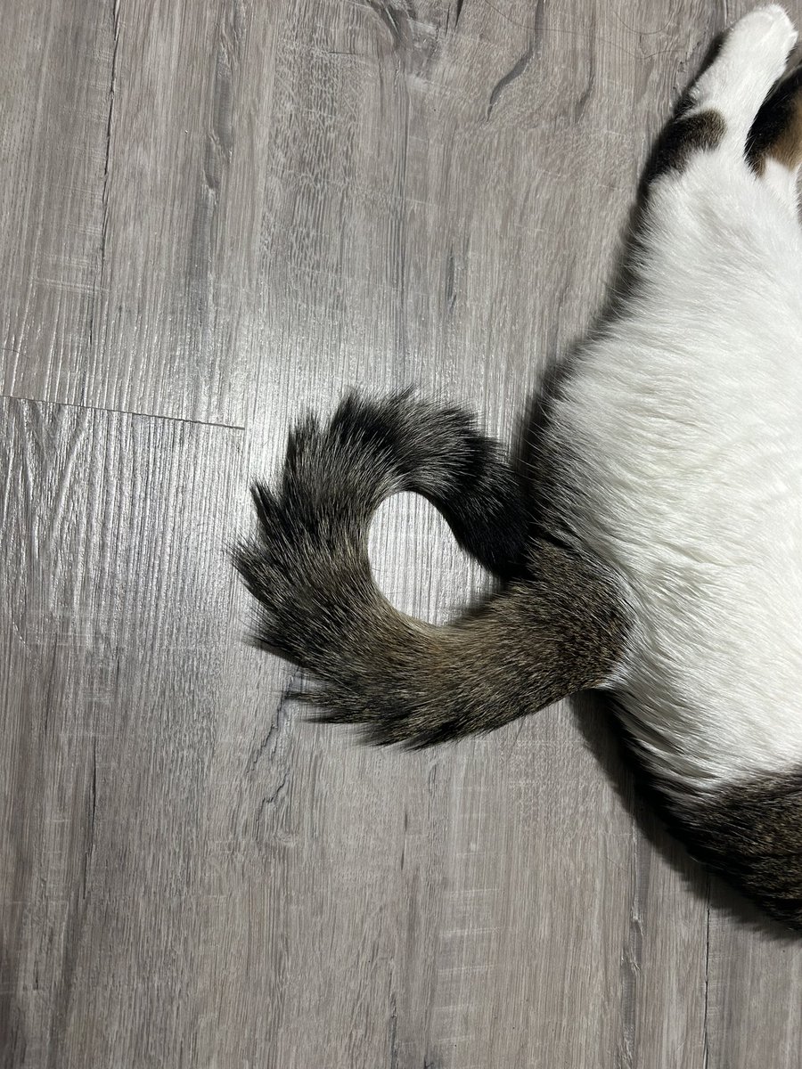 ritathereptile's tweet photo. 🥺👌 https://t.co/DElFW4n9To