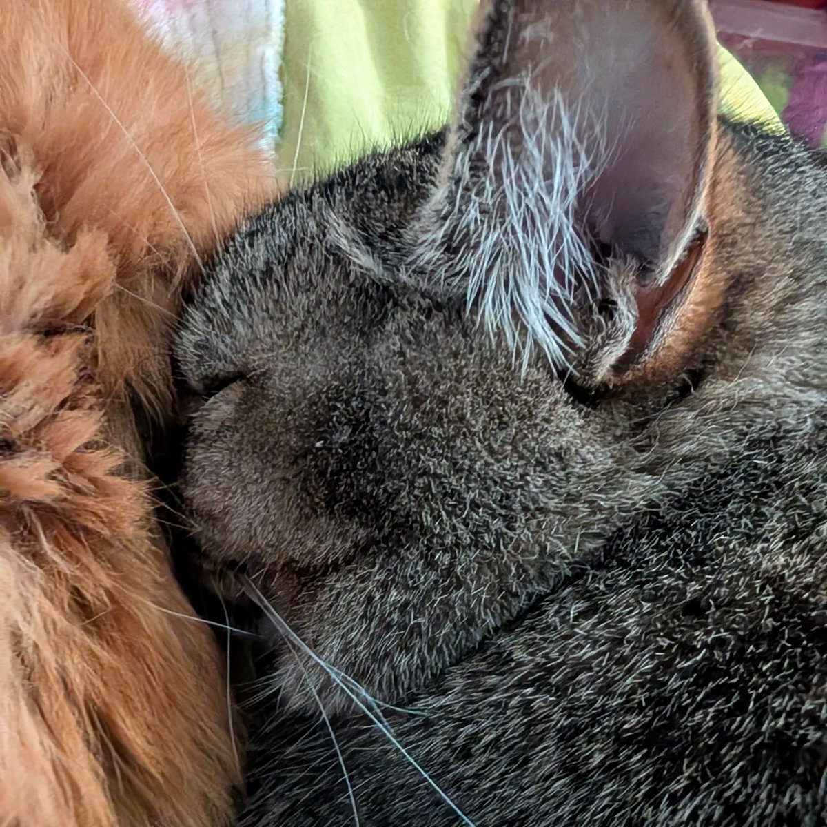FartyCheddarCat's tweet photo. Figgy luvs da Chewy
And Chewy luvs him too
Dey cuddle wen dey nappy
Cuz dats jus wat dey do

Chewy be like pillo
Into her fluff he snug
But neber dos dat Chewy
Let me wessle hug

#CheddarPoetry #SillyFiggy #FiggyAndChewy #ChewyLetsHimKissyHerToo #SheEbenLetsHimHabTeeWifHerToo https://t.co/B7CDqvFuQN