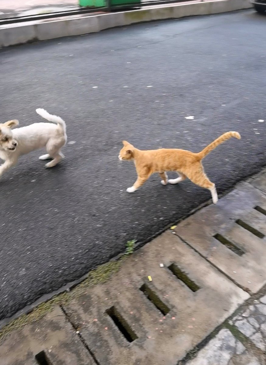 JudyIsabela8nc's tweet photo. Nothing beats coming home to a fluffy tail wagging and warm purrs—pets turn ordinary days into special ones. https://t.co/sNtwRht7sc