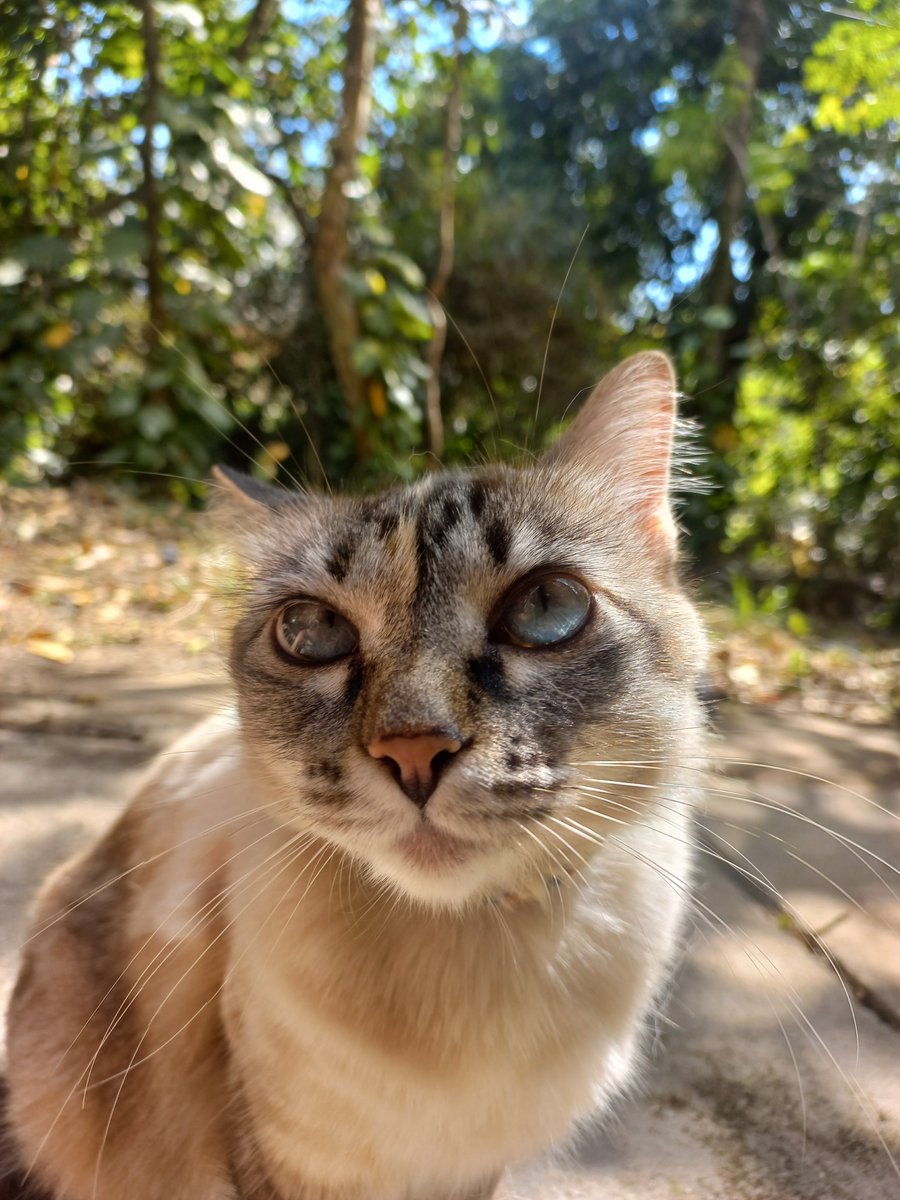 sokkanimim's tweet photo. postando a mia aqui também porque ela é muito lindinha e todo mundo precisa ver https://t.co/Ir7kalJHQH