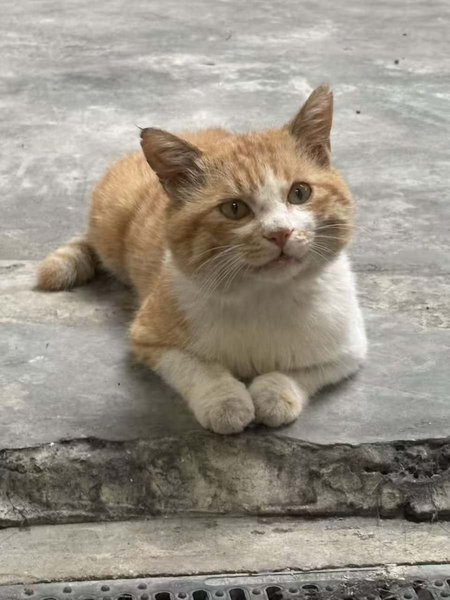 baishuy's tweet photo. 好想养这种小猫小狗呀，好可爱…… https://t.co/605D79jeSx