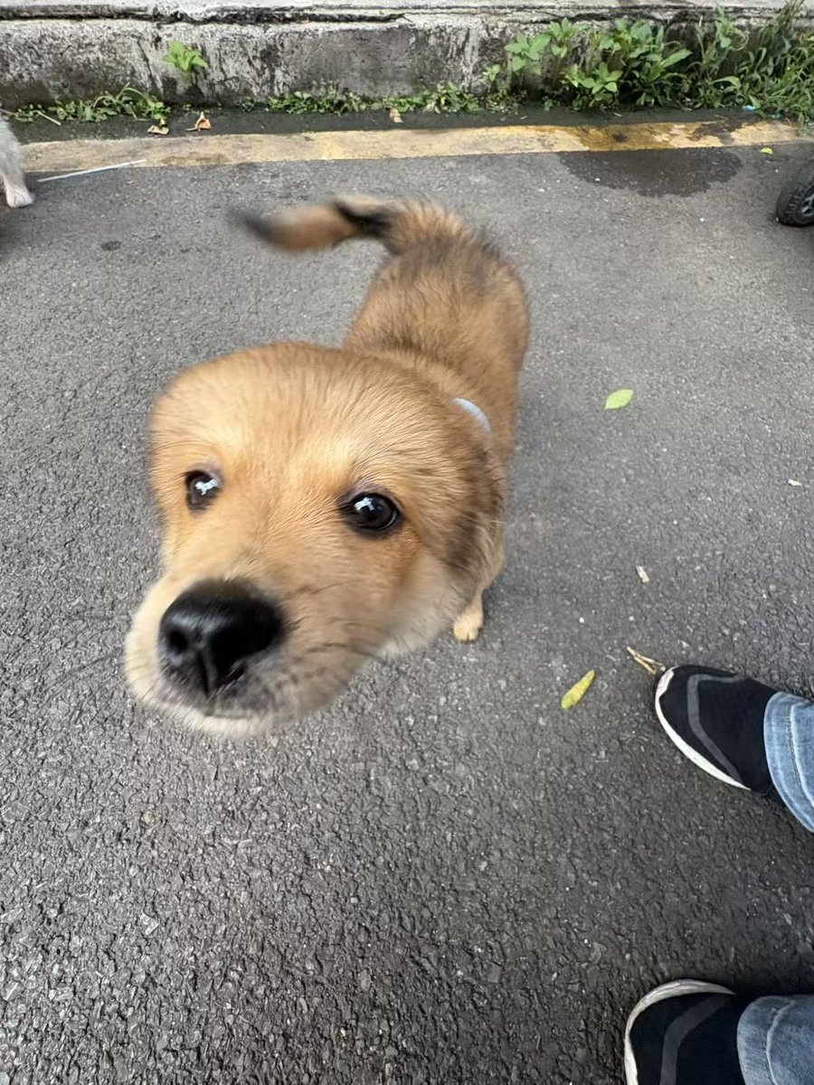 baishuy's tweet photo. 好想养这种小猫小狗呀，好可爱…… https://t.co/605D79jeSx