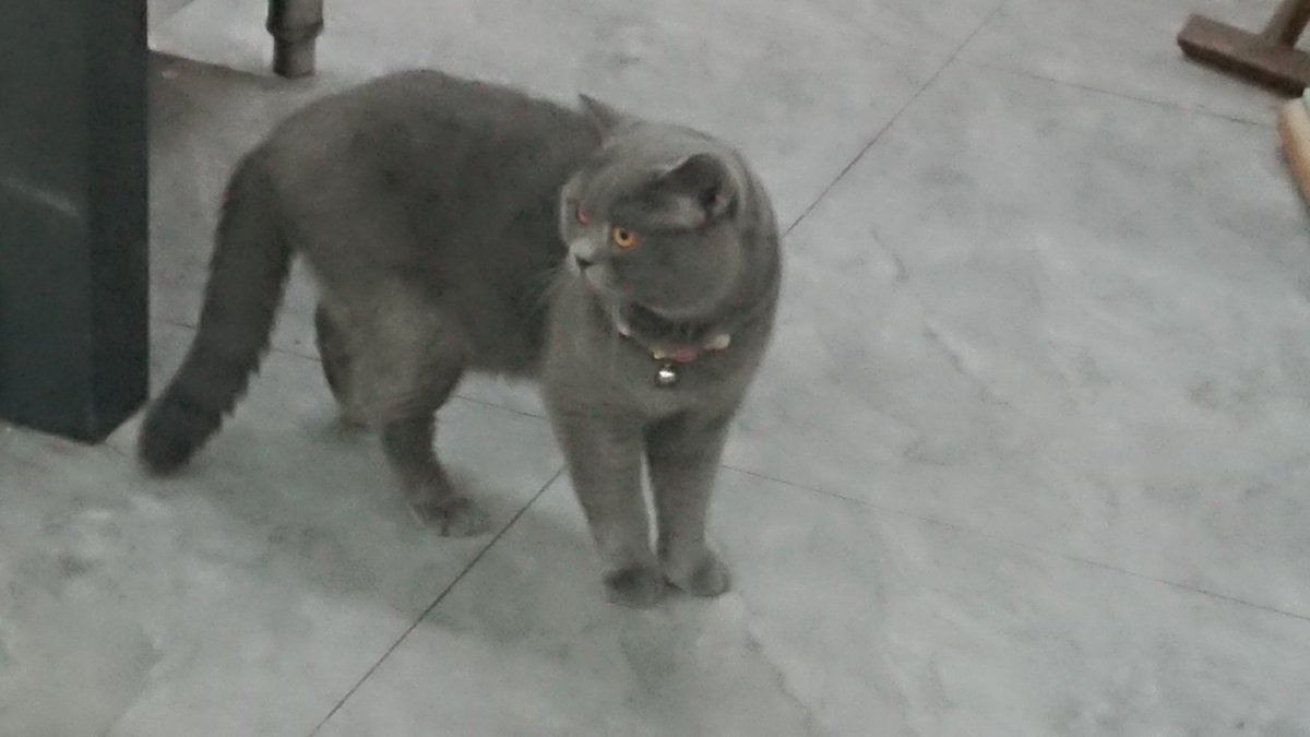 _XN13_'s tweet photo. これは猫です。そう、ただの猫です。🐈 https://t.co/yMcCyRZy5Q
