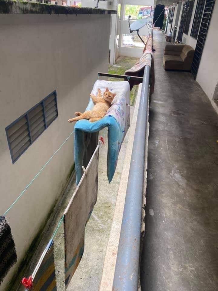NoCatsNoLife_m's tweet photo. Zero survival skills 🤣🙀 https://t.co/9dS1F1OTVQ