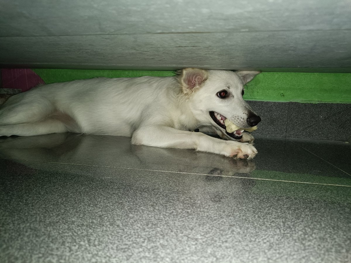 TheBarkingStar's tweet photo. "My safe place. My bone. My rules. 🐶🦴" ⭐#Dog #Puppy #DogLover #DogsOfTwitter #DogLife #Pet #Pets #PetLover #Cute #CuteDog #CutePets #Viral #Trending #FYP #ForYou #Animal #DogsofX #PuppyLove #InstaDog #PetPhotography #Dogs #LoveDogs #BoneTime https://t.co/QQNOFrrotq