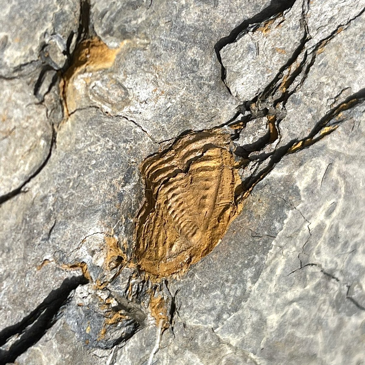 plasiaspis's tweet photo. Huge (width 20 mm) pygidium of 𝙋𝙨𝙚𝙪𝙙𝙤𝙥𝙝𝙞𝙡𝙡𝙞𝙥𝙨𝙞𝙖 (𝘾𝙖𝙧𝙣𝙞𝙥𝙝𝙞𝙡𝙡𝙞𝙥𝙨𝙞𝙖) 𝙤𝙜𝙞𝙫𝙖𝙡𝙞𝙨 (Gauri, 1965)
Phillipsiidae
Waidegg fm., Kasimovian, Upper Carboniferous
Waidegger Alm, Carnic Alps, Carinthia, Austria
#trilobites #fossilfriday https://t.co/N4uIcOL838